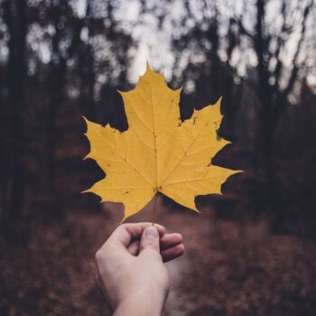 Understanding the Latest Saskatchewan PNP Updates- ImmigCanada Latest Saskatchewan PNP